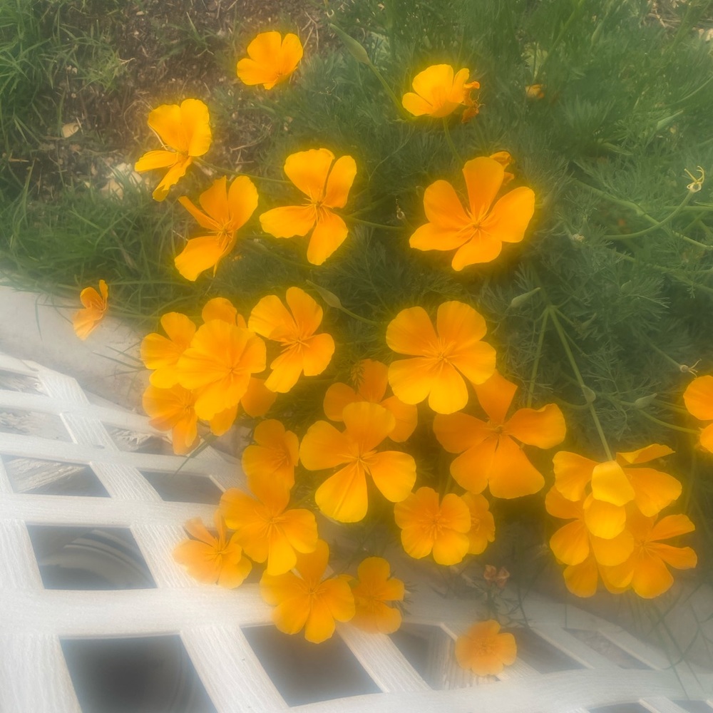 Enjoy the flowers while you shop